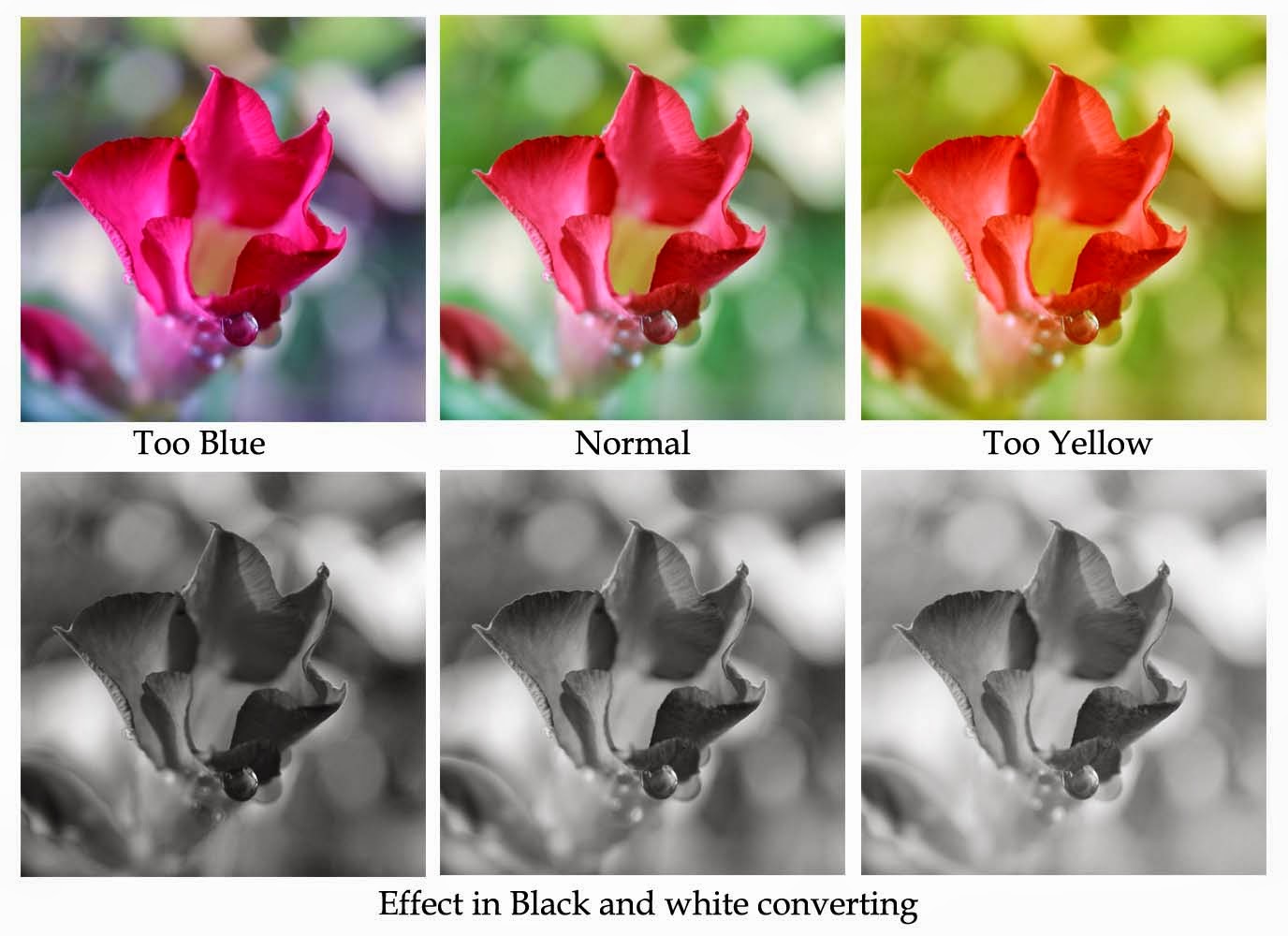 White Balance Setting Explanation and Tips
