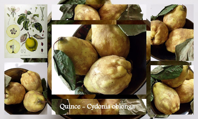 quinces, paste, jelly, recipes, how to make,