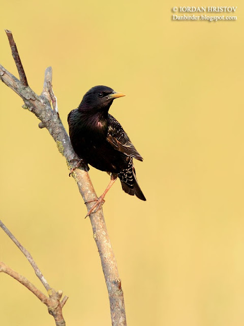 Starling hide photography