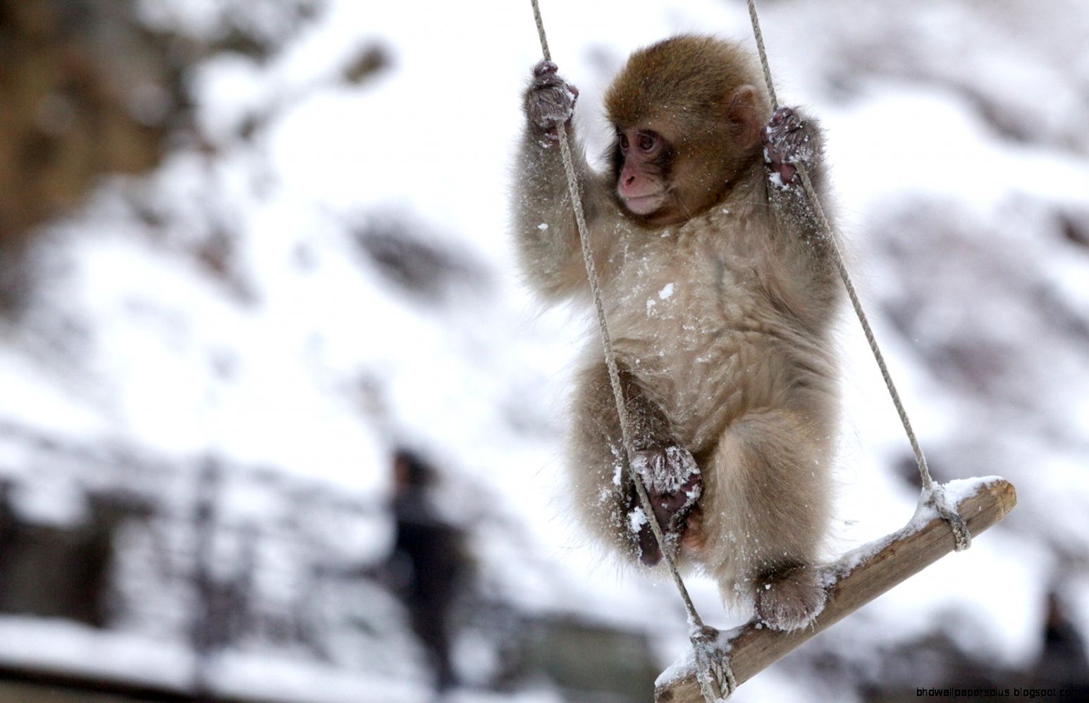 Monkey Background Wallpapers WIN10 THEMES Monkey Background Wallpapers WIN10 THEMES