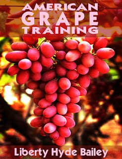 american, grape, training, fruit, garden, plant, horticulture