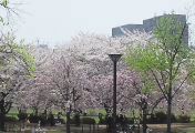 20110411_2.JPG