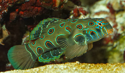 fish index psychedelic fish