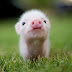 Cute Baby Pigs 