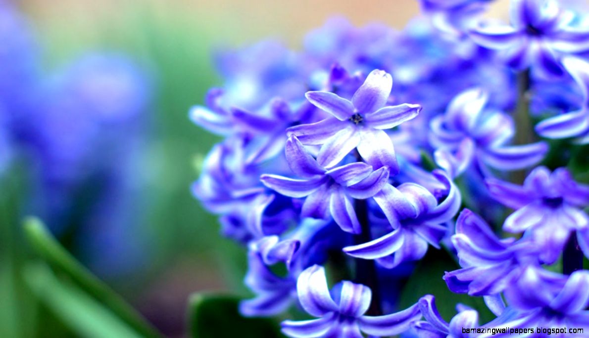 Top 10 List of Most Beautiful Flowers in the World YouTube Top 10 List of Most Beautiful Flowers in the World YouTube