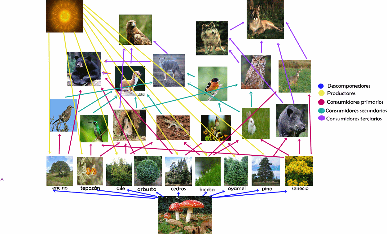 cadena trofica bosque templado biolog 237 a iv pr 225 ctica de la mariposa monarca danaus cadena trofica bosque templado biolog 237 a iv pr 225 ctica de la mariposa monarca danaus