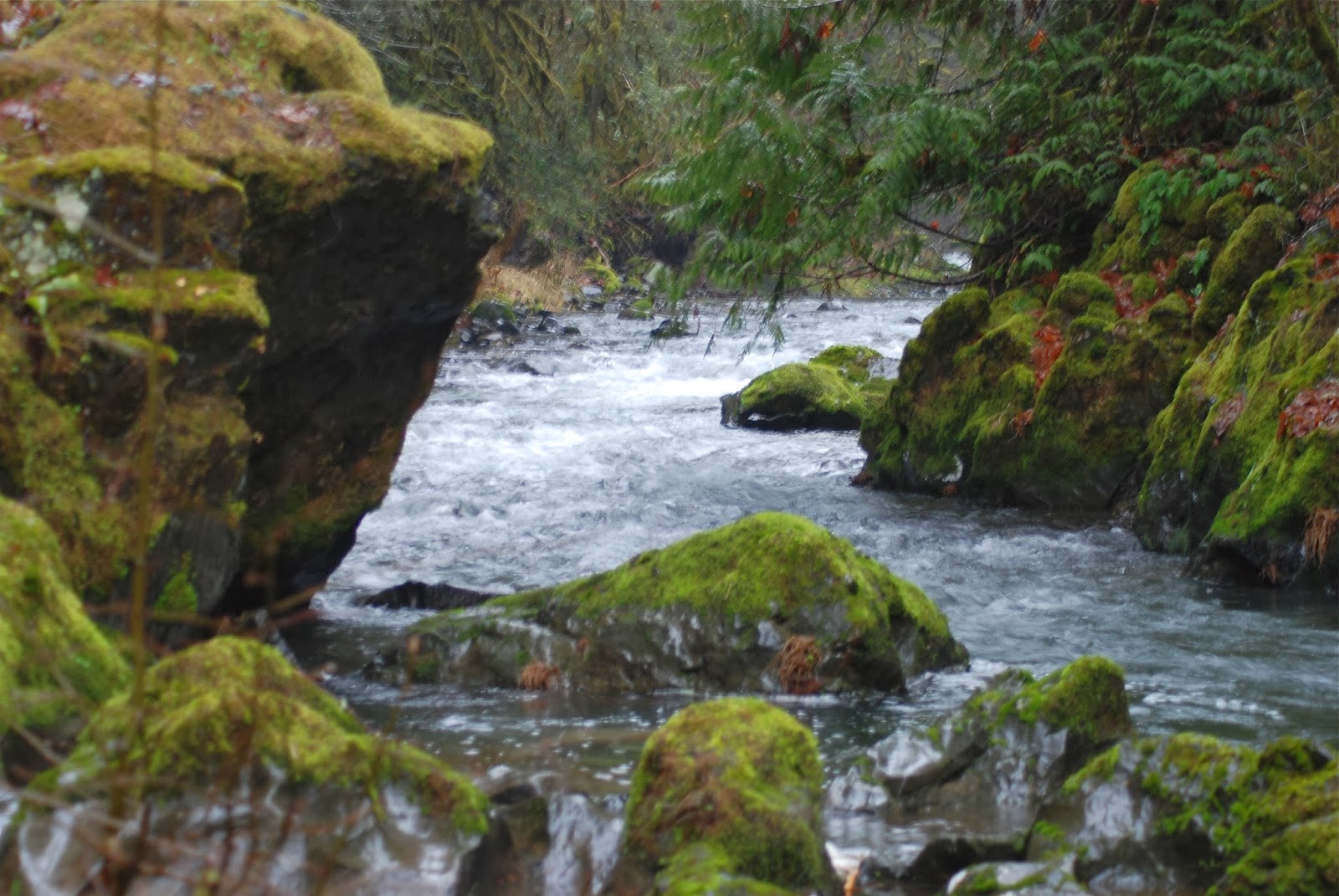 The Aspiring Gardener