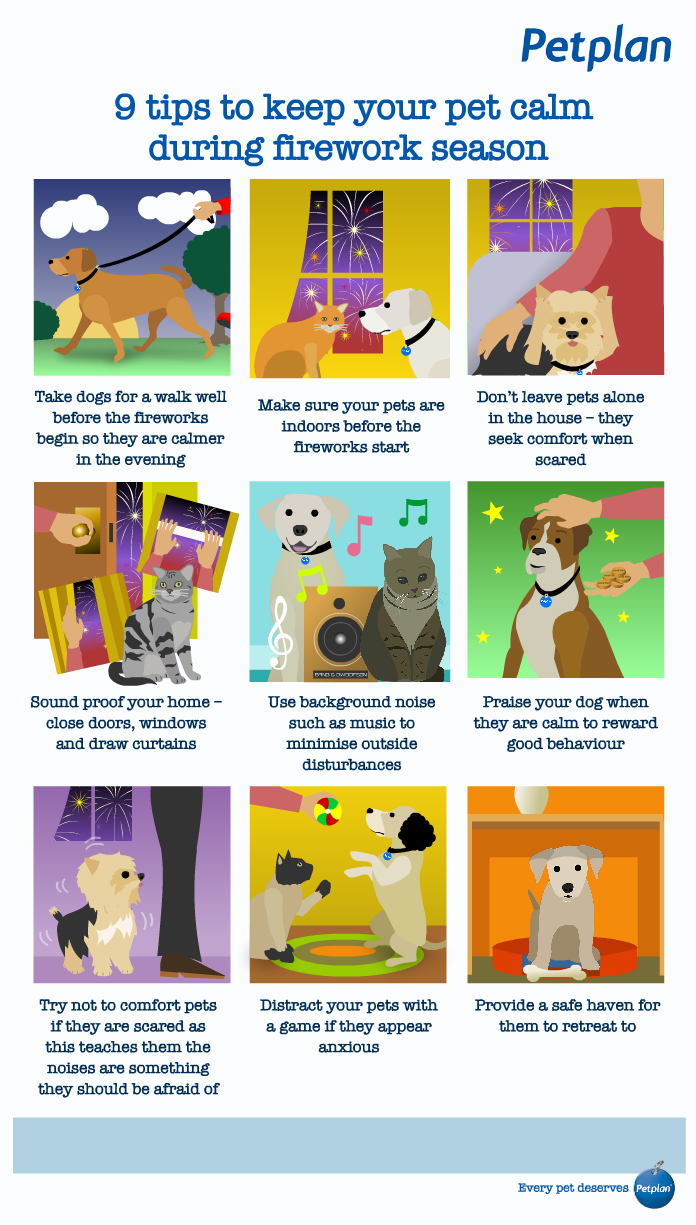 Keeping pets calm on bonfire night Tin Box Traveller