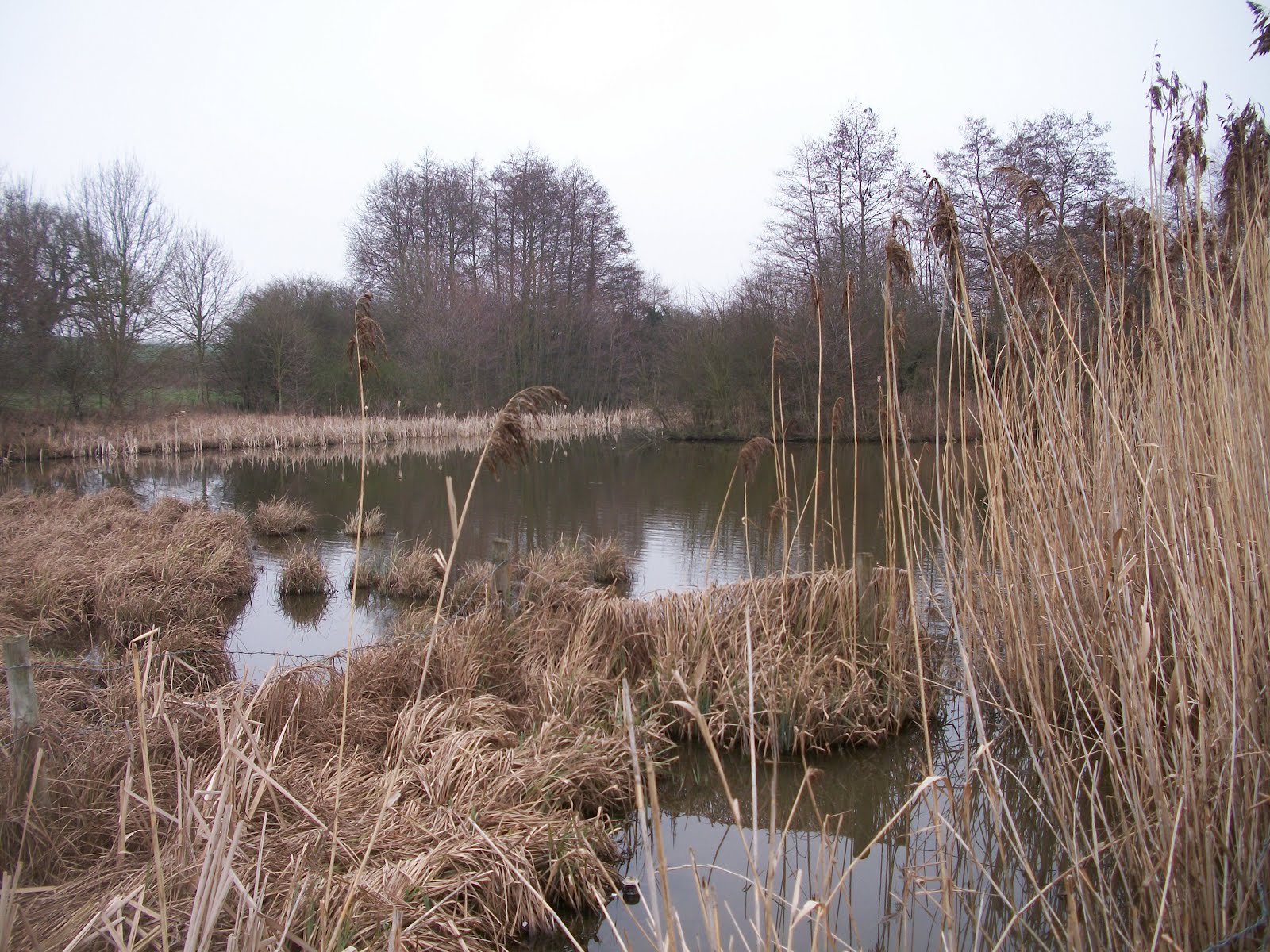 Whoops Apocalypse Lambley Dumbles