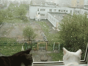 Funny cats, best cat gif, cat gifs