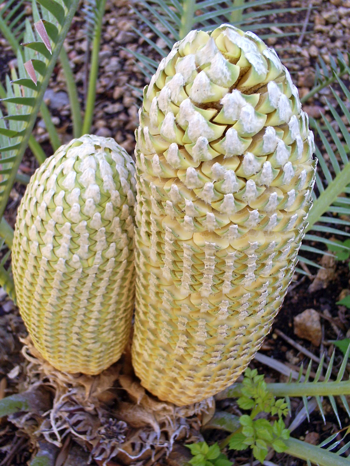 Brad's Tropical Paradise How cycads, like sago palms, reproduce
