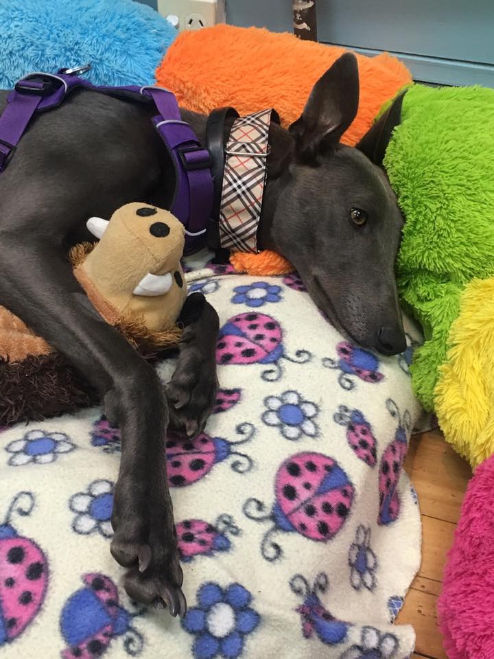 Nightrave greyhound adoption programme