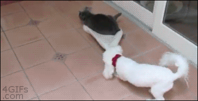 animal gif, gif picture, dog vs cat