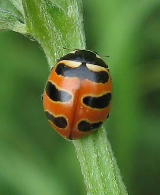looks like coccinellida in south carolina looks like coccinellida in south carolina