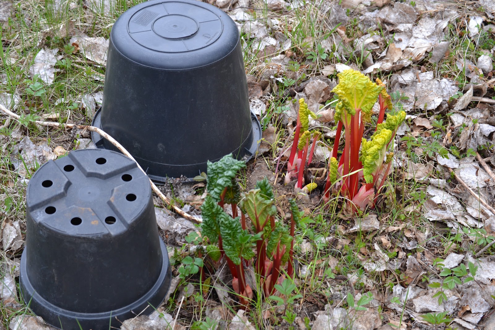 Spira trädgårdsdesign: maj 2012