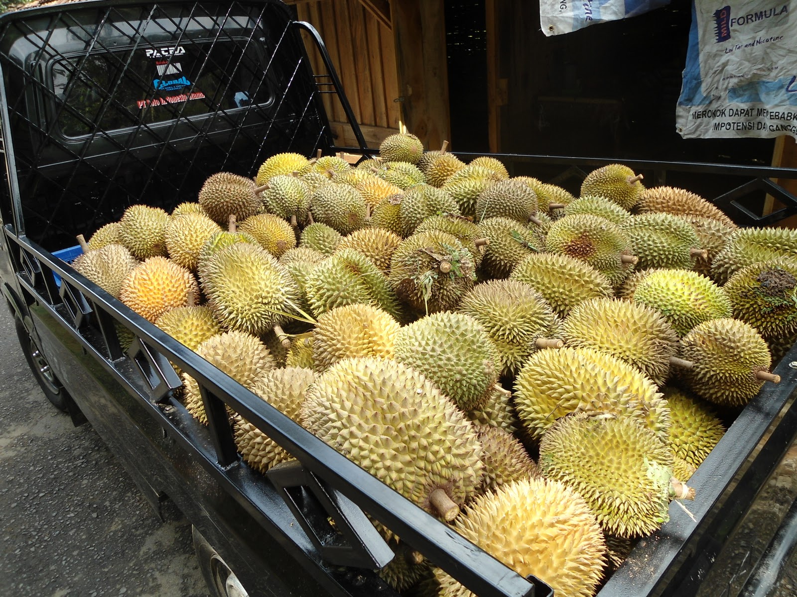 Дуриан фрукт фото