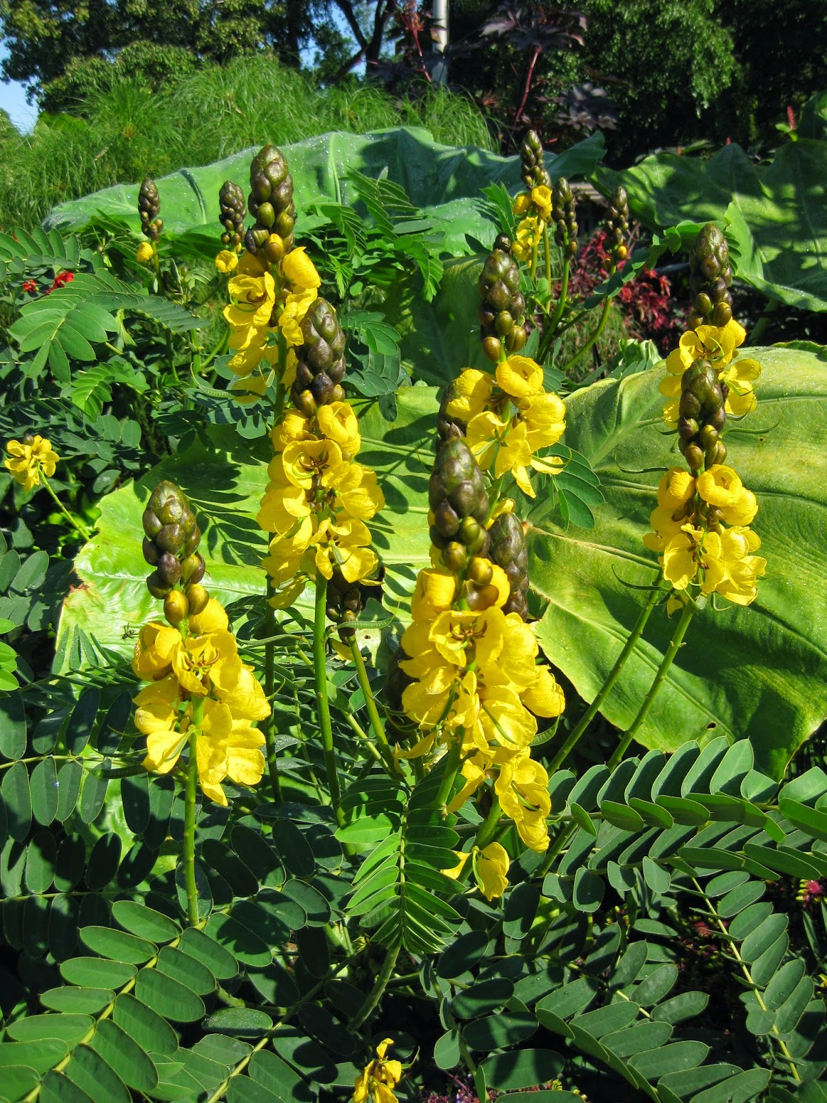 Rotary Botanical Gardens Hort Blog The Scent of Popcorn in the Garden