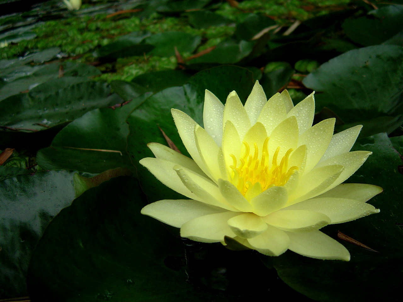 egípcias o branco nymphaea lotus e o azul nymphaea cerulea egípcias o branco nymphaea lotus e o azul nymphaea cerulea