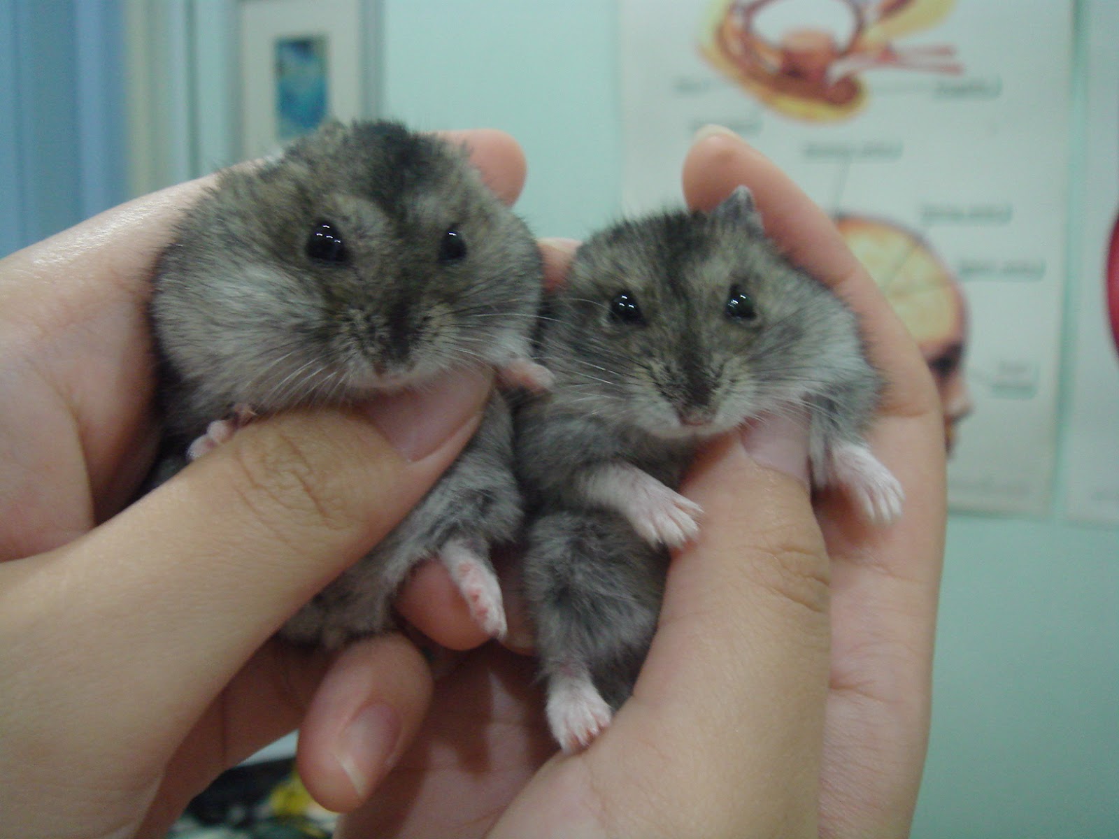Knowledge winter white hamsters