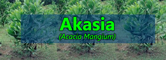 cara menanam akasia, budidaya pokok akasia, akasia, acacia mangium
