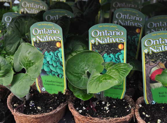 Three Dogs in a Garden: A Sneak Peek at What's New and Exciting