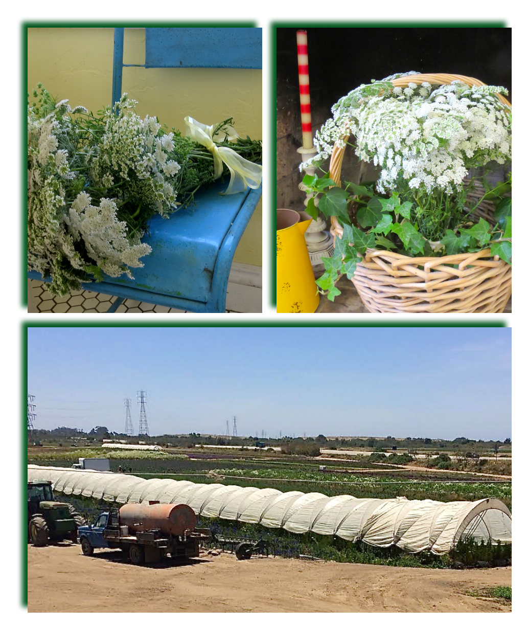 Art and Sand Flowers . . . all year long