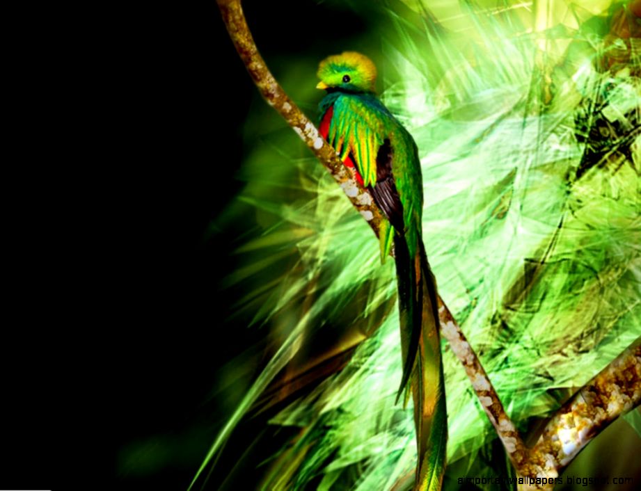 The Quetzal HD Wallpapers The Quetzal HD Wallpapers