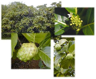 Benefits Of NONI (Morinda Citrifolia)