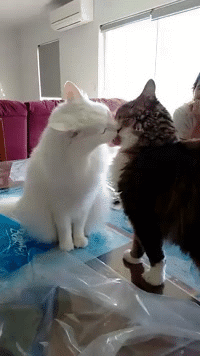 Funny cats - part 167 (40 pics + 10 gifs) | Amazing Creatures
