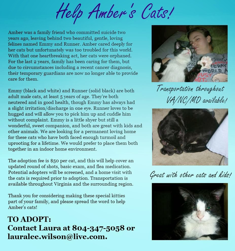 NYC's DEATH ROW CATS on X: *SHELTER PLEA* NEW PHOTO - **FeLV+**