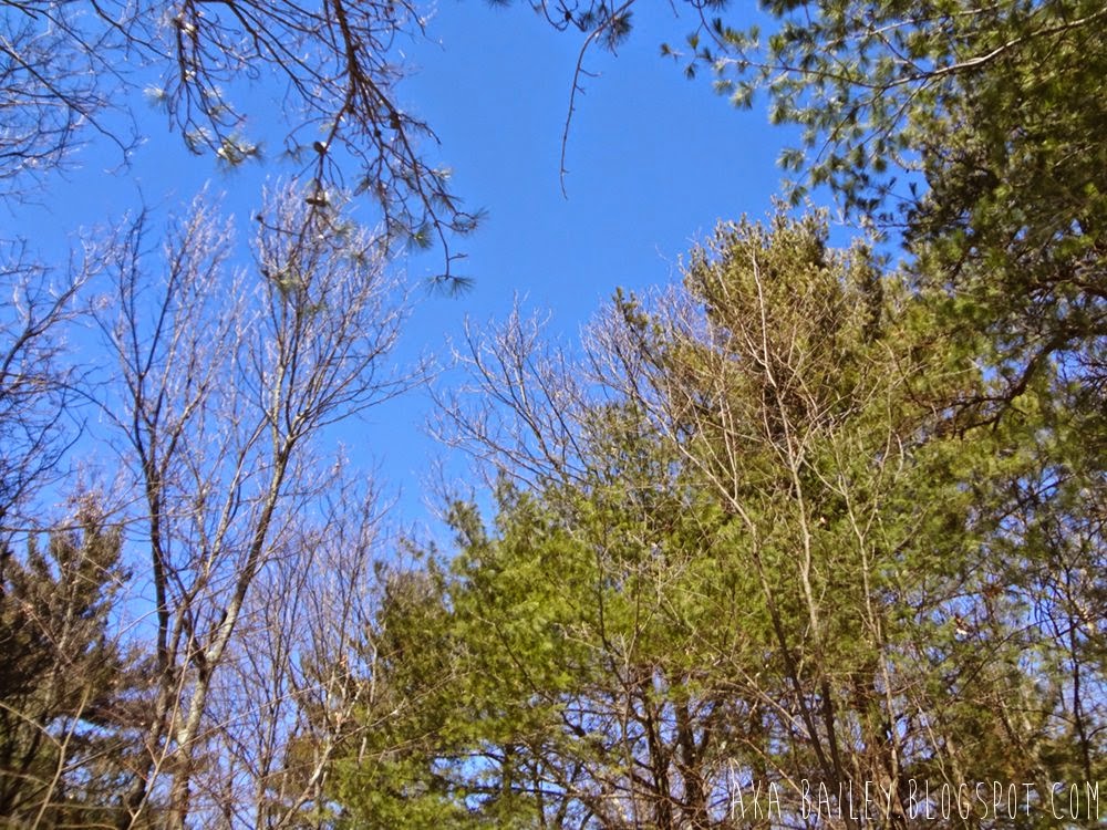 Beautiful blue sky shining through the trees