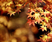 Este fin de semana entra de nuevo el otoño!! como pasan de rápido las . otono 