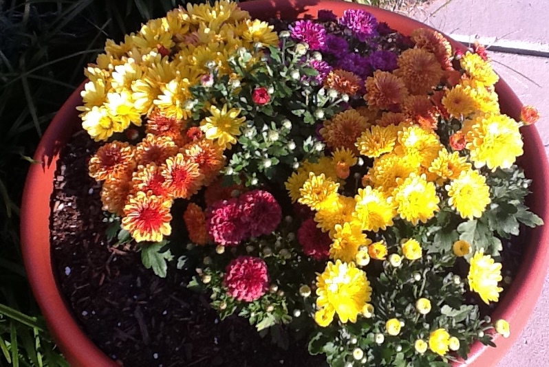 The Coupon Centsation Home Depot Garden Club Buy one Get one Free Mums