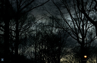 Dark trees wallpapers, wallpaper, desktop, backgrounds, images, photos, latest, 2012,2013, free, download, awesome, amazing, hot, cool, natural, photography, photographs, black