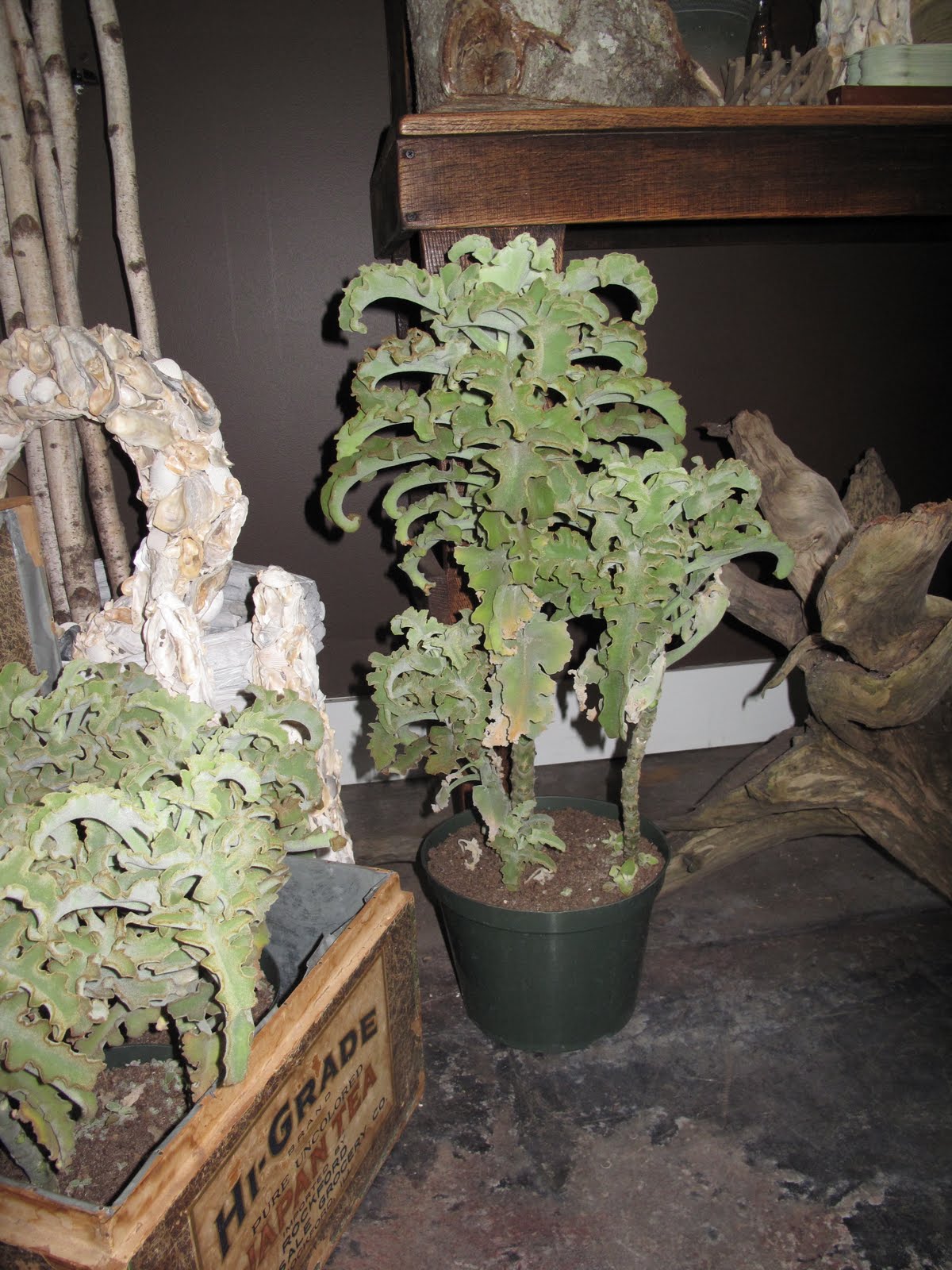 fig Coolest Plant EVER...