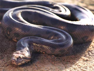 biggest anaconda biggest anaconda