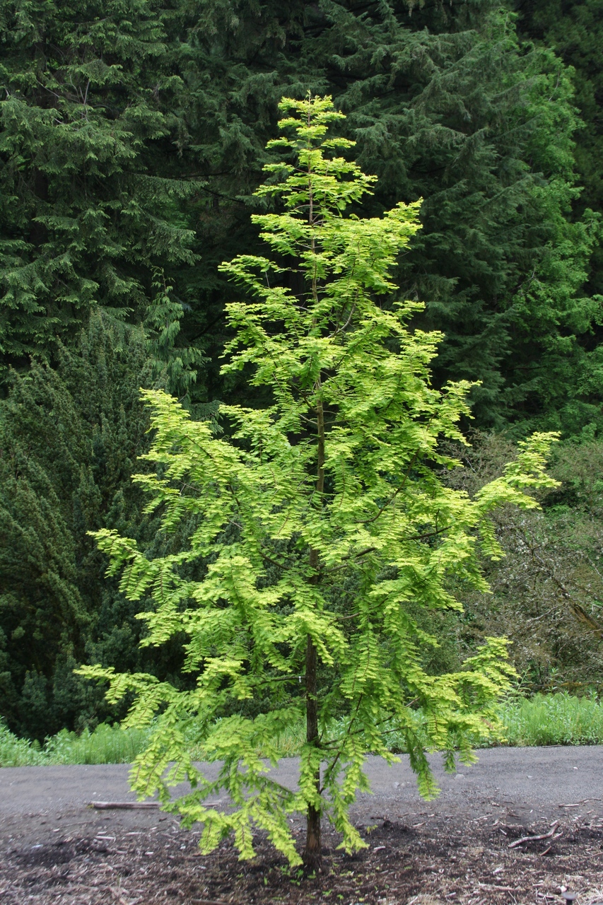 metasequoia north light metasequoia north light