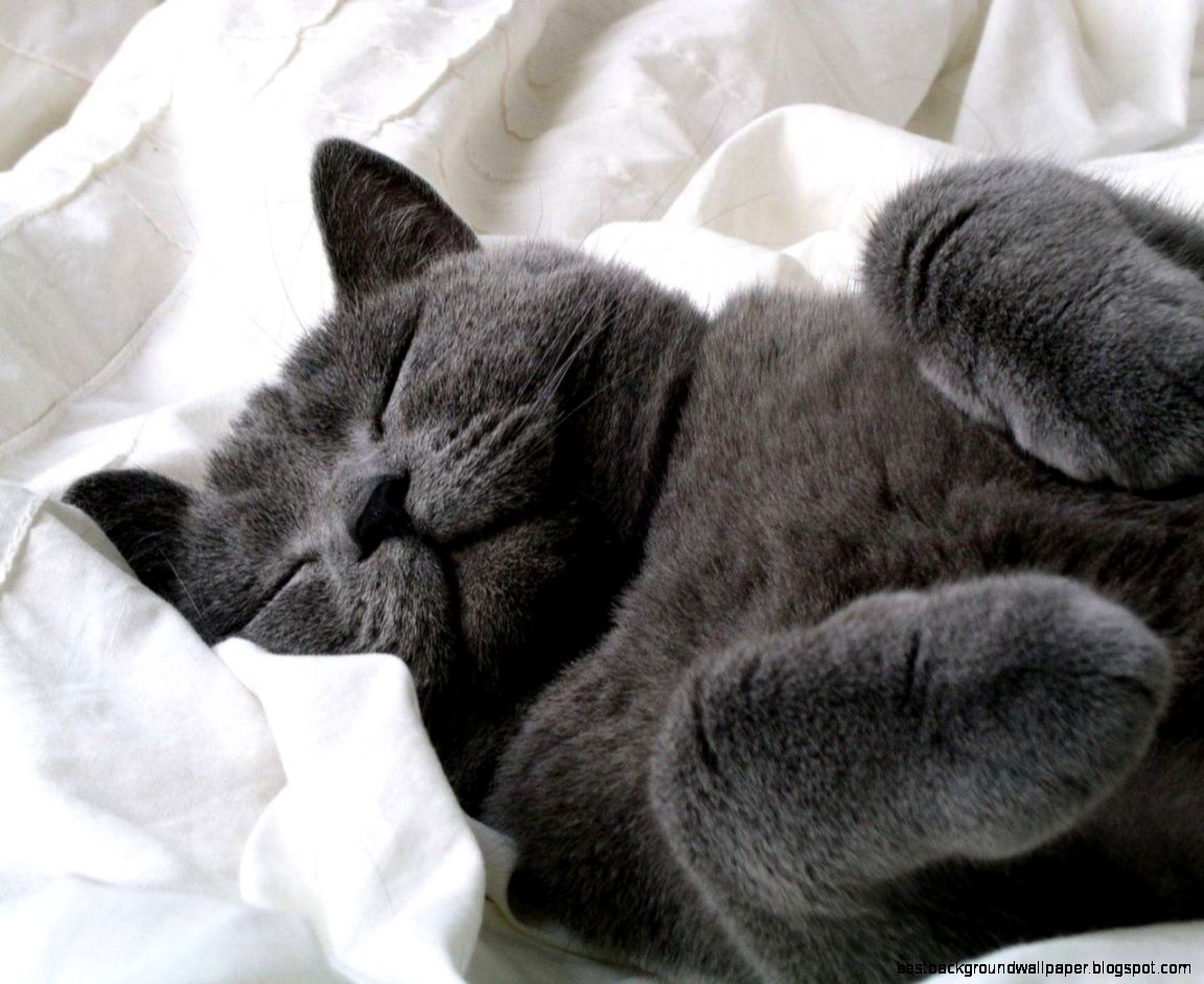 Sleeping Cat Images HD Wallpapers Pretty Sleeping Cat Images HD Wallpapers Pretty