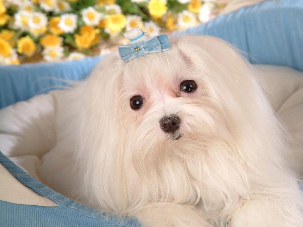 Cute Puppy Dogs: Maltese puppies