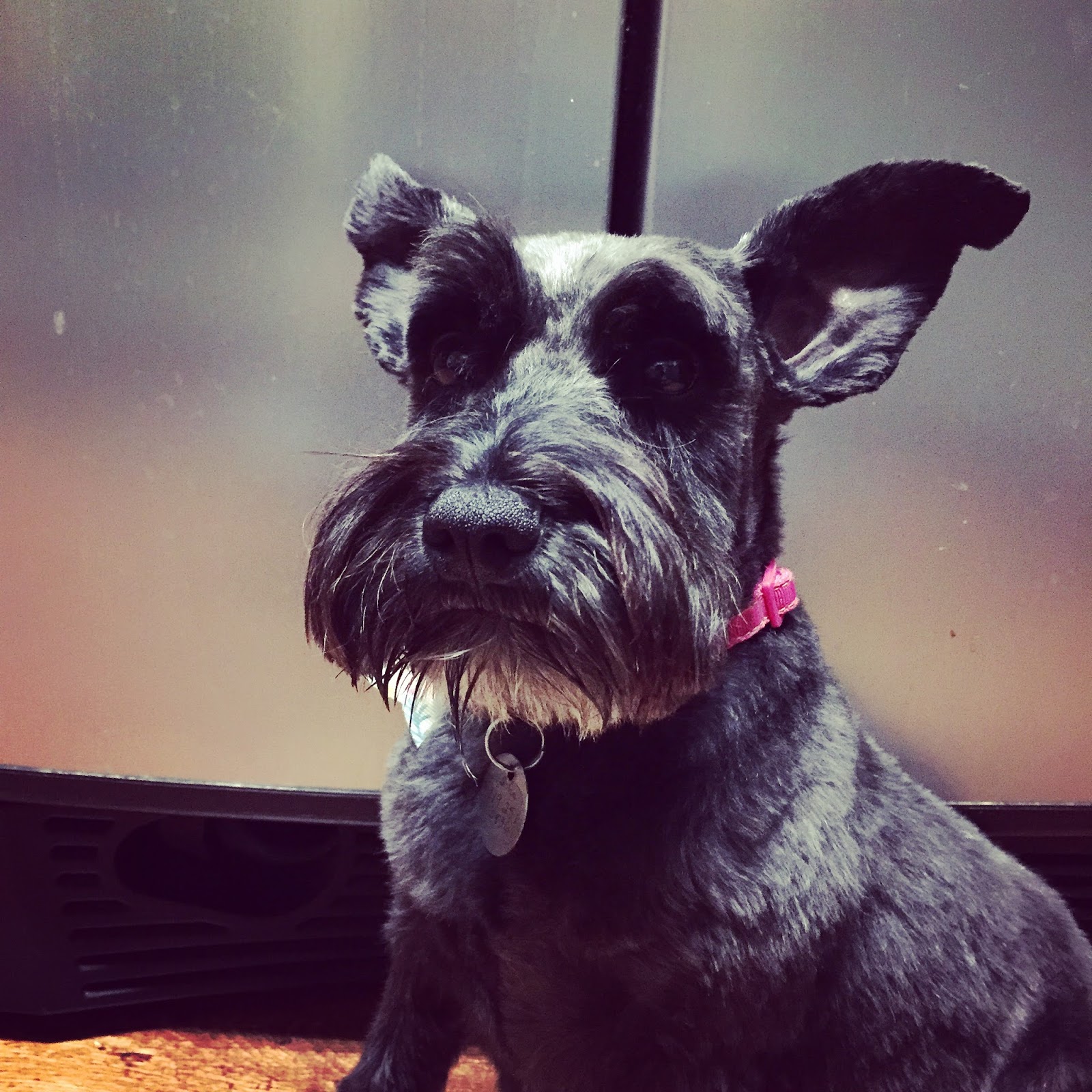 Dogs Eyes Glossed Over And Black Around Outside Dogs Eyes Glossed Over And Black Around Outside
