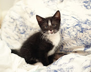 We could finally convince our flatmate, that we need a kitten! (katze)