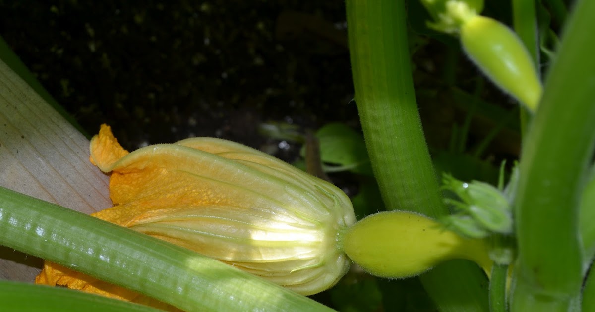 Growing Days Squashing Squash Vine Borers.