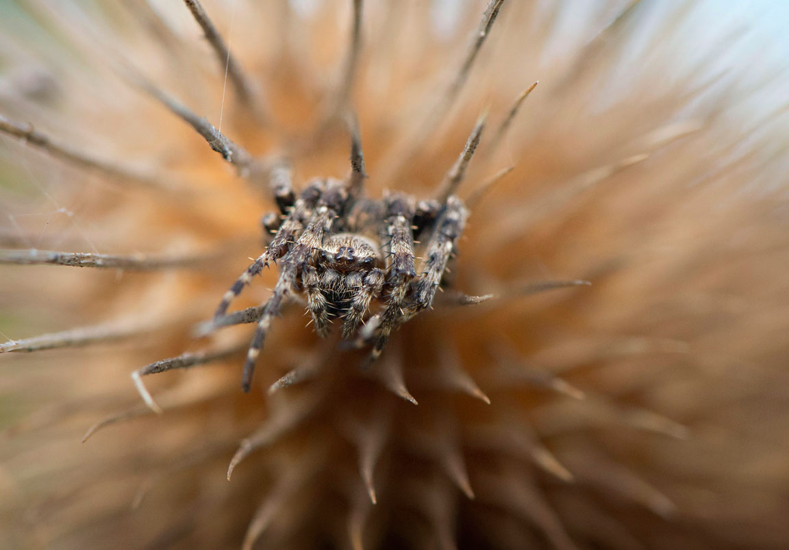 Robin Loznak Photography Hiding spider