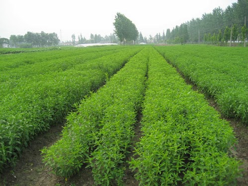 Stevia Cultivation In India