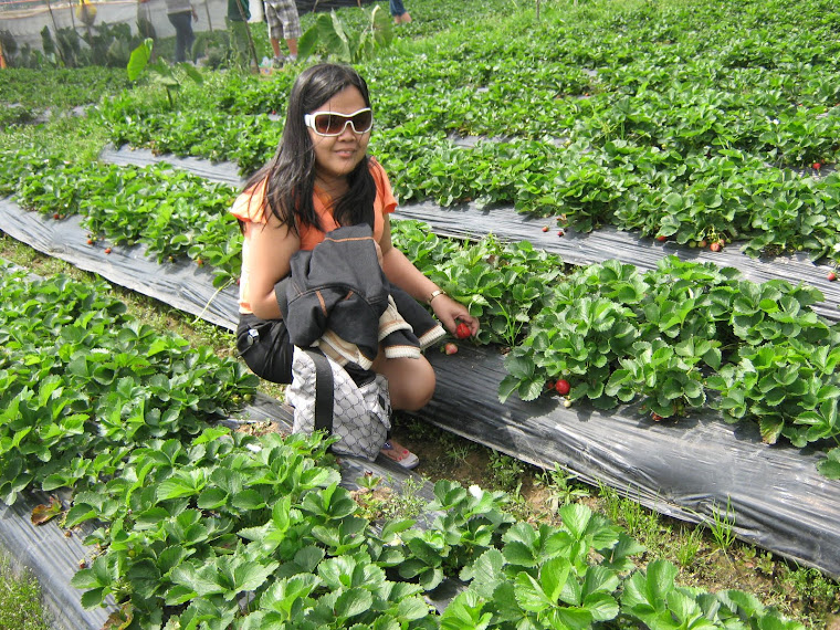 Strawberry Farm at La Trinidad Benguet