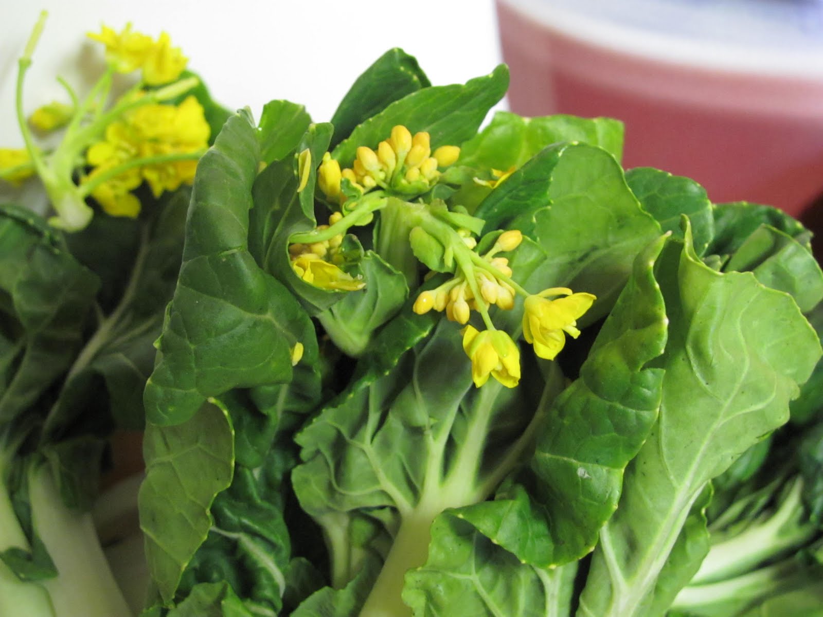 ReTorte Cooking with Kylie Bok Choy with Oyster Sauce