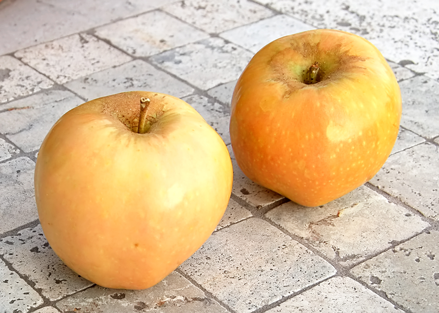 pink pearl apple pink pearl apple