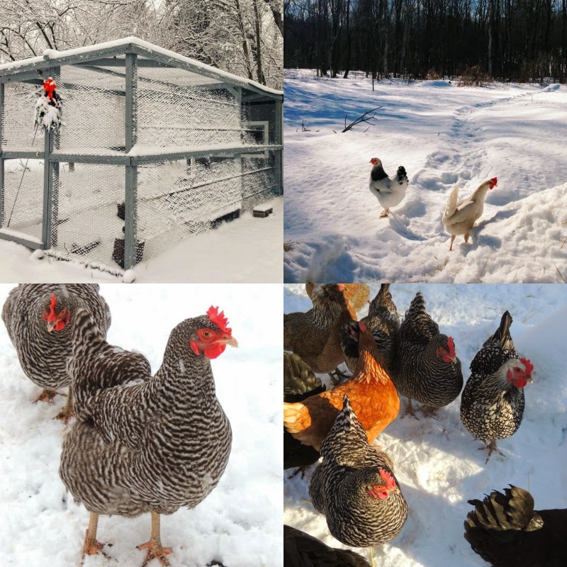 Linn Acres Farm Caring For Chickens in Winter