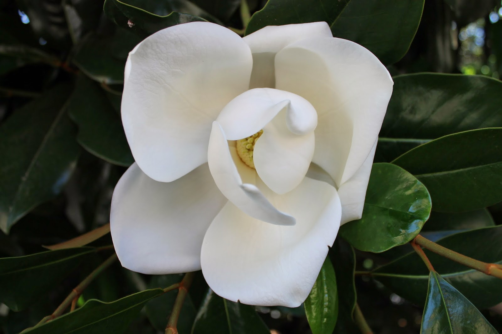 Aggie Horticulture Goes To Italy Things I'll Miss About Italy 2937493875 An Abundance of Flowers