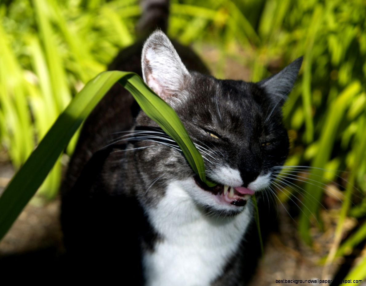 Cat Eating Grass images Cat Eating Grass images